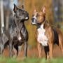 Faut-il prendre un staffordshire terrier ou un american ?