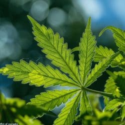 Tout savoir sur les effets psychoactifs du cannabis et les risques de dépendance